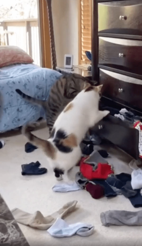 출처 : Reddit / 이 고양이들은 무엇을 찾고 있는 것일까?