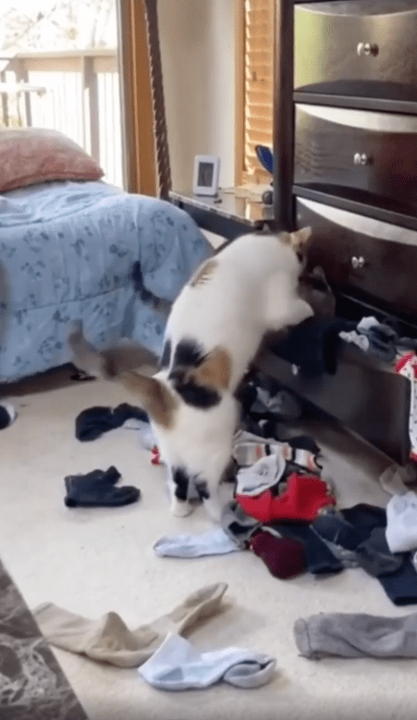 출처 : Reddit / 이 소란을 정리할 고양이는 누구일까?