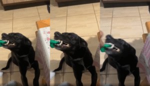 강아지는 과연 장난감에 대한 열정 테스트에 합격할 것인가!