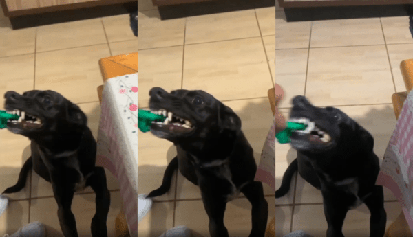 출처 : Reddit / 장난감을 세게 물고 놓지 않는 강아지