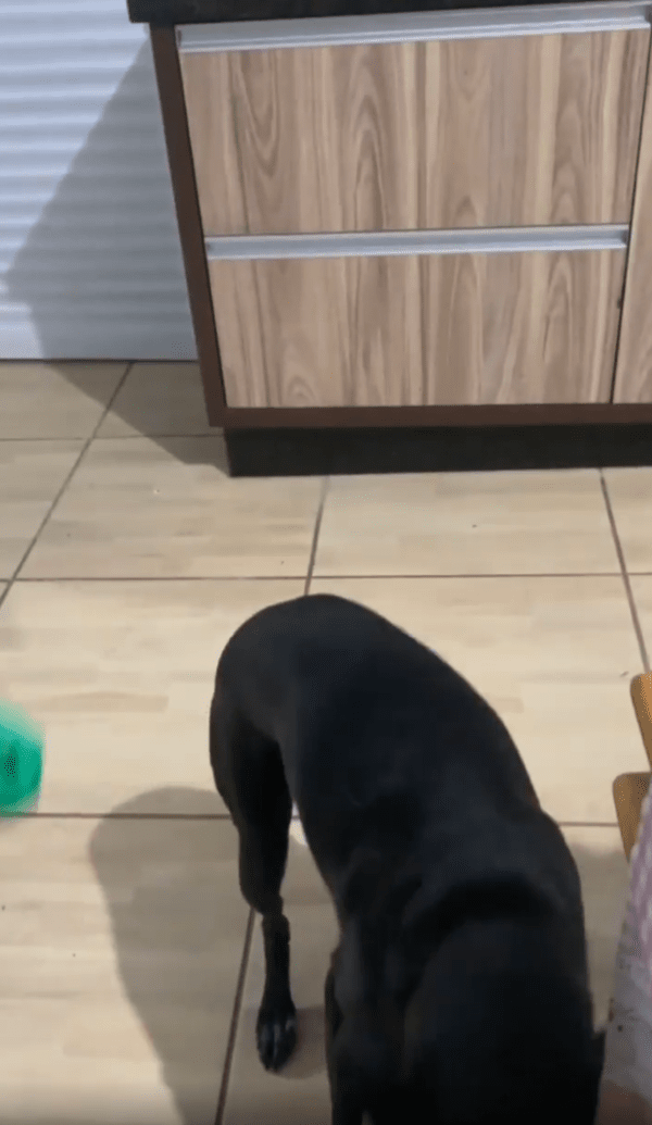 출처 : Reddit / 맛있게 피자 빵 부분을 먹는 강아지