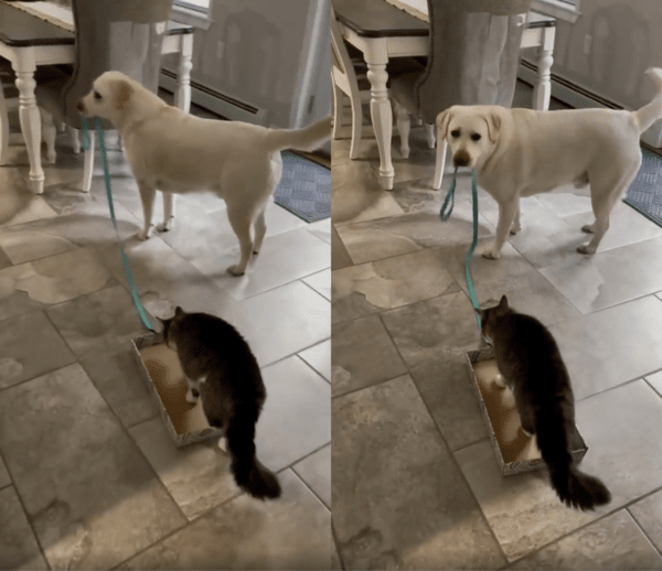 출처 : Reddit / 박스에 들어간 고양이와 박스를 끄는 리트리버