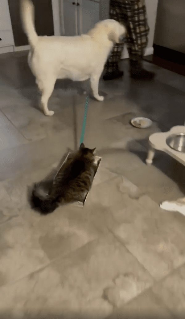 출처 : Reddit / 편하게 박스로 이동하는 고양이