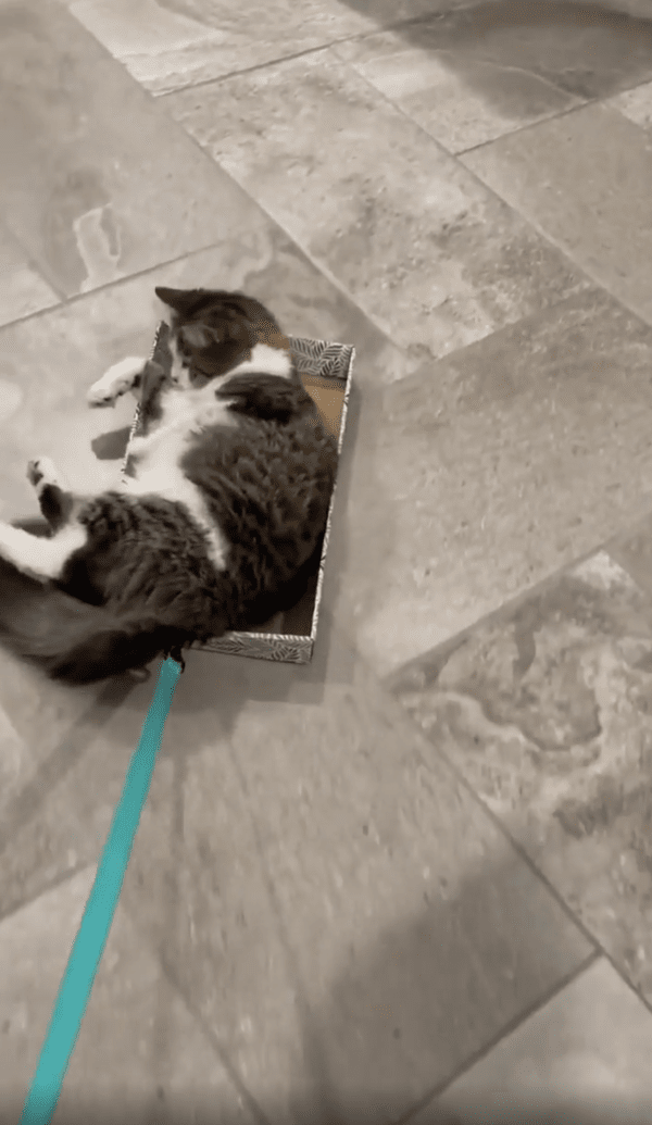 출처 : 박스가 너무 편한 고양이의 자세