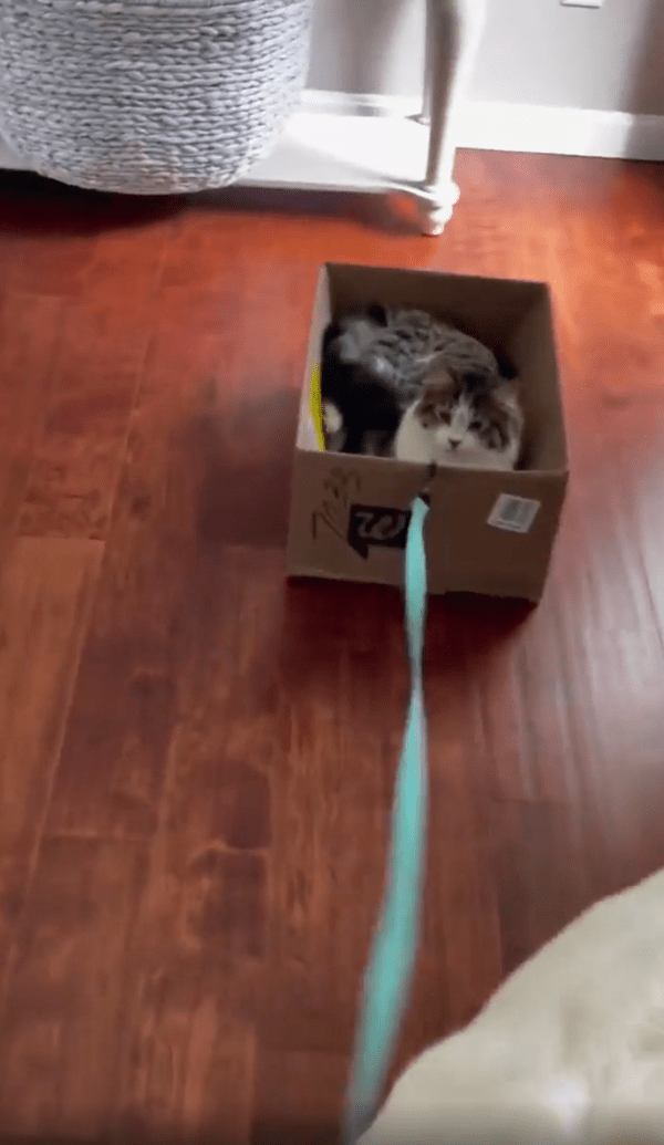 출처 : Reddit / 이 상황이 제일 편해 보이는 고양이