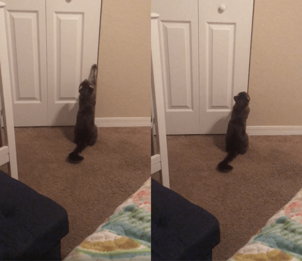 출처 : Reddit / 벽장 문을 열고자 힘내보는 고양이