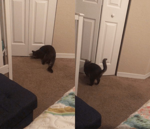 출처 : Reddit / 폴딩도어를 어떻게 여는지 파악한 고양이