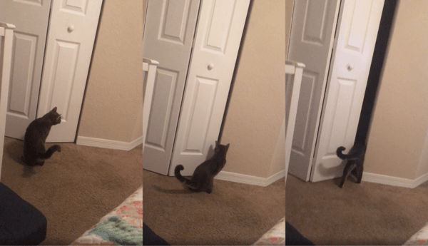 출처 : Reddit / 폴딩도어를 열어서 벽장 안으로 들어가는 고양이