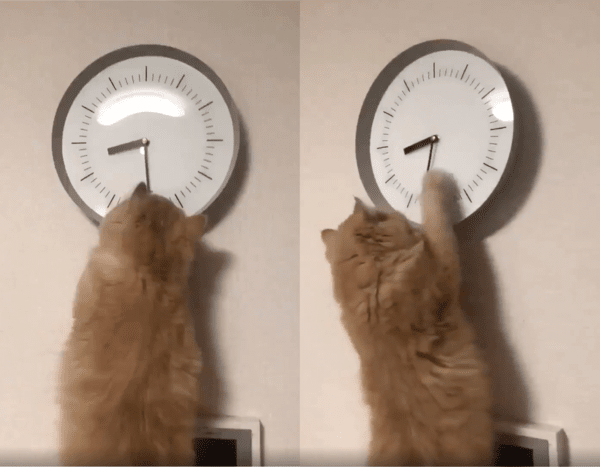 출처 : Reddit / 시곗바늘을 움직여보는 고양이