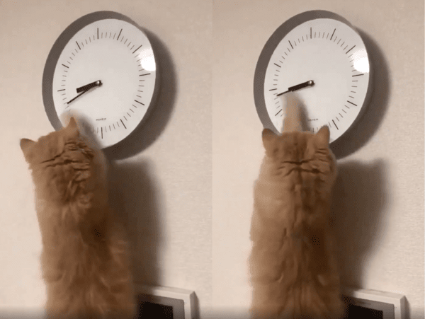 출처 : Reddit / 시곗바늘을 돌리는 고양이의 처절한 마음