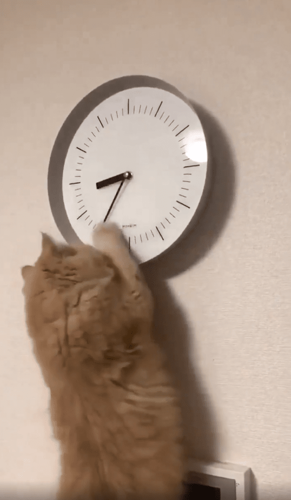 출처 : Reddit / 그저 이 상황을 즐기는 고양이