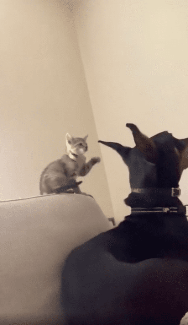 출처 : Reddit / 아기 고양이가 도베르만의 귀를 치기 일보 직전