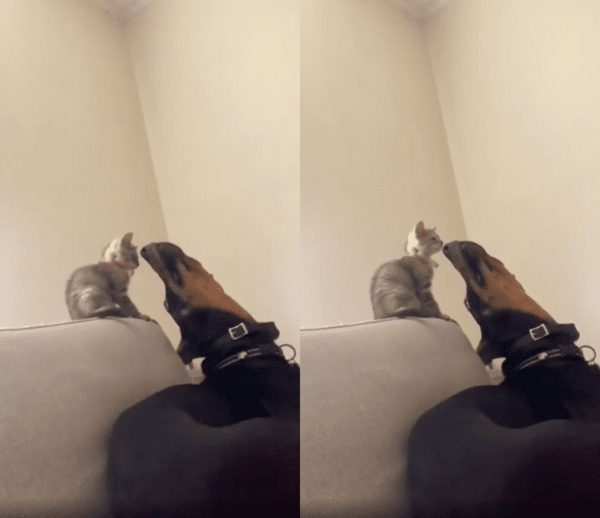 출처 : Reddit / 나 불렀어? 라며 쳐다보는 듯한 도베르만