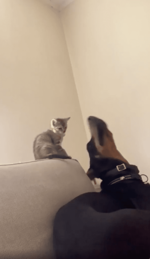 출처 : Reddit / 별일 아닌 듯, 일상으로 돌아가는 두 동물