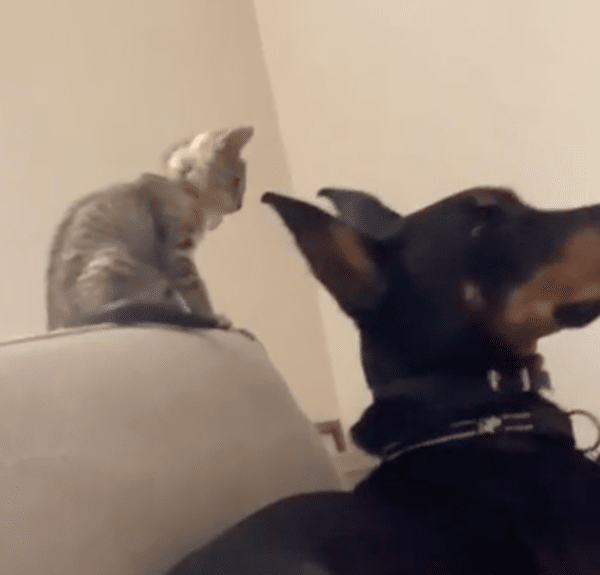 출처 : Reddit / 편안한 일상을 즐기는 듯한 두 동물