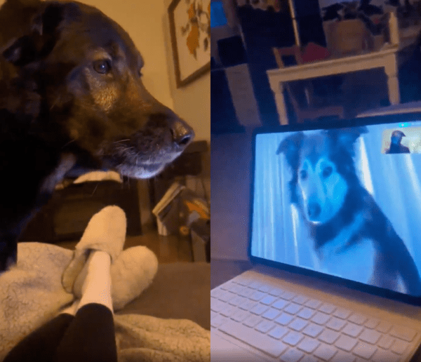 출처 : Reddit / 영상통화하고 있는 두 강아지