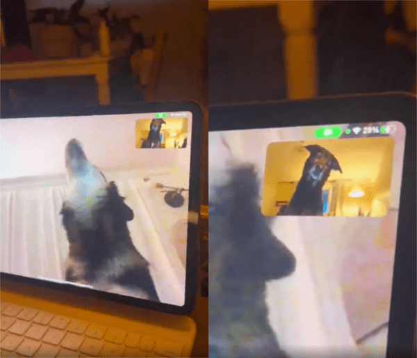 출처 : Reddit / 한 강아지가 하울링을 하자, 고개를 갸웃거리는 강아지