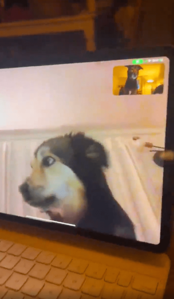 출처 : Reddit / 하울링이 끝난 화면 속 강아지