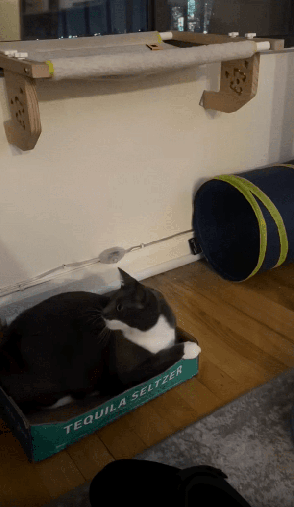 출처 : Reddit / 새 장난감에 그저 신난 고양이