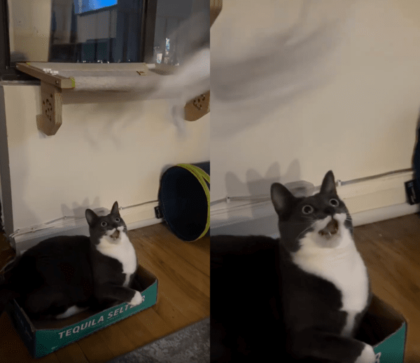 출처 : Reddit / 장난감이 움직이는 속도에 입이 떡 벌어진 고양이