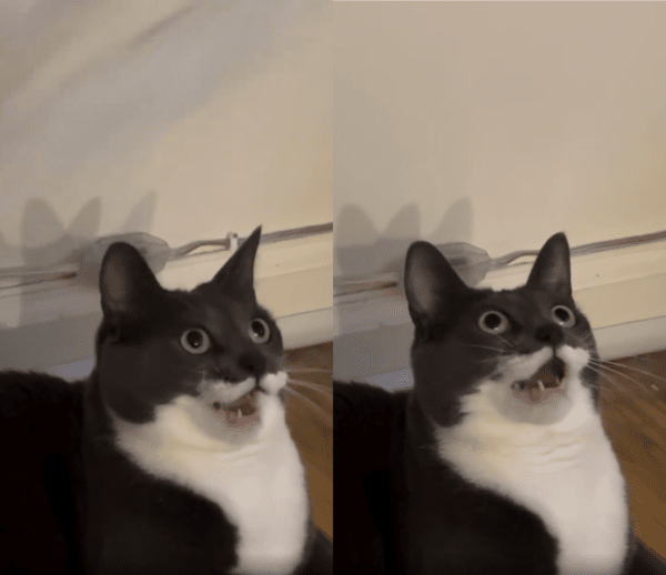 출처 : Reddit / 입이 고정된 채로 장난감만 바라보는 고양이