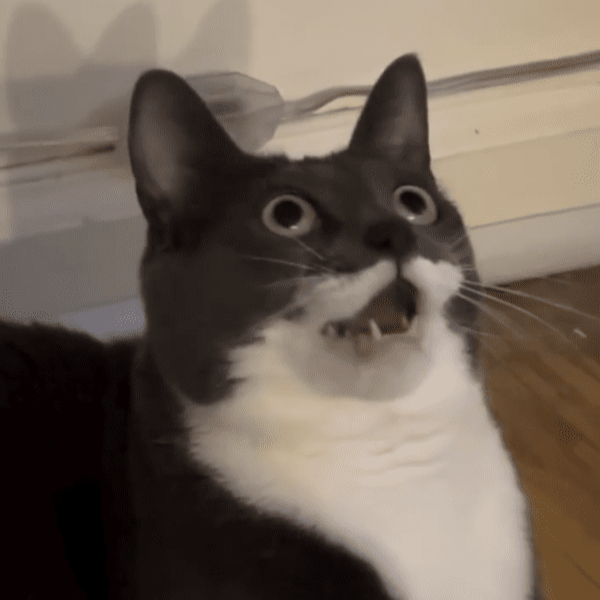 출처 : Reddit / 입을 너무 벌리고 있어 피곤할 것 같은 고양이