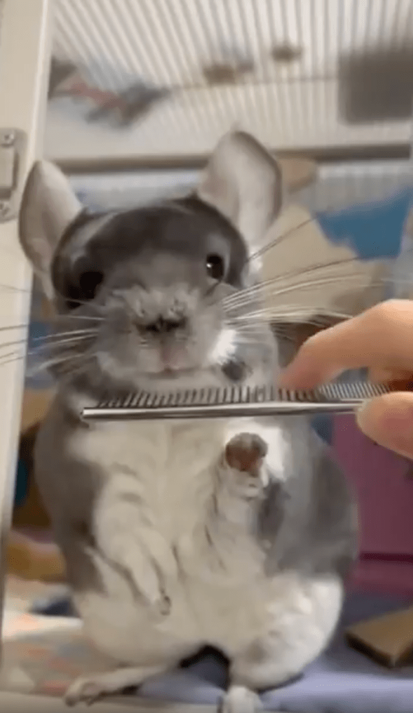 출처 : Reddit / 처음으로 빗질 받는 친칠라