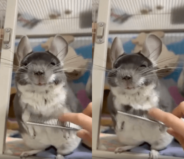 출처 : Reddit /  빗질에 기분이 좋은 친칠라