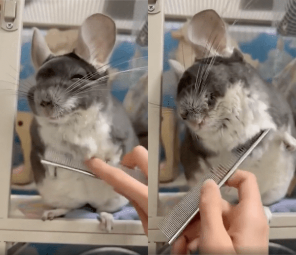 출처 : Reddit / 이리저리 빗질 받으며 기분이 좋은 친칠라