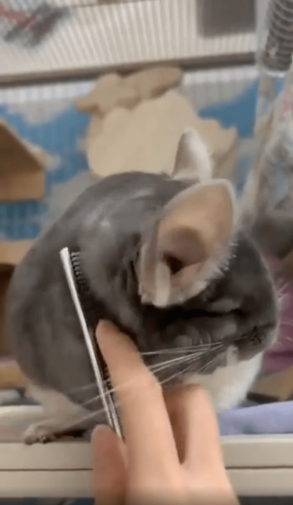 출처 : Reddit / 간지러운 곳을 긁어준 듯한 빗에 기분이 좋은 친칠라