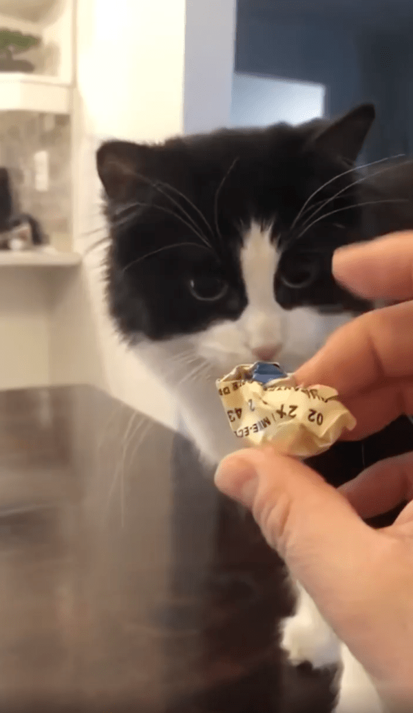 출처 : Reddit / 주인과 놀 준비를 하는 고양이