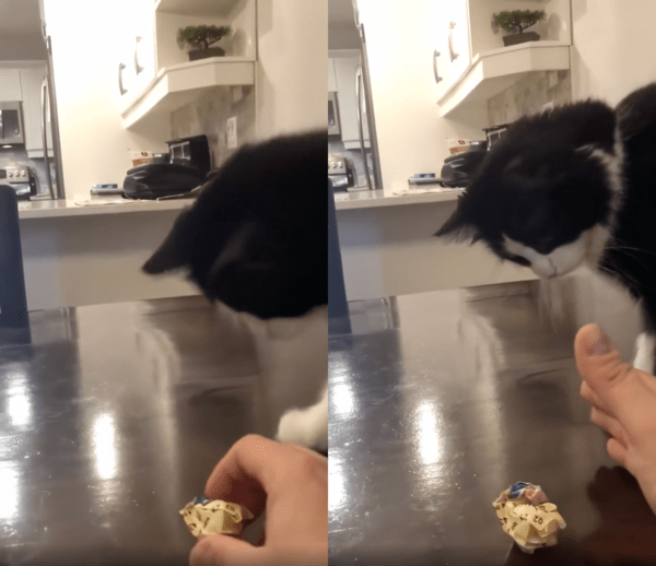 출처 : Reddit / 공을 던질 준비를 하는 주인과 기다리고 있는 고양이