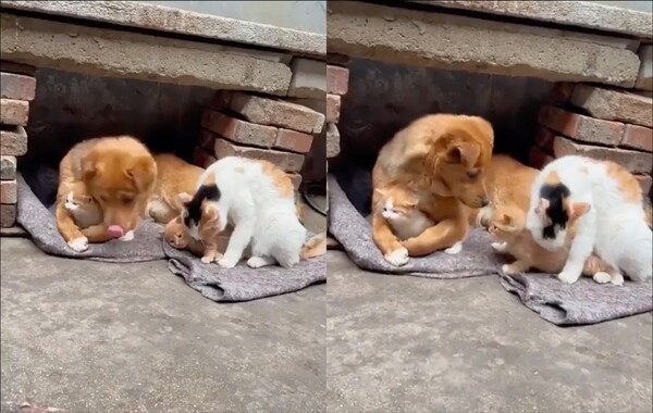 출처: Reddit / 공동육아 중인 고양이와 강아지