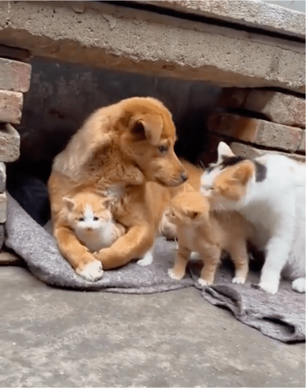 출처: Reddit / "저게 그루밍이란 건가?"