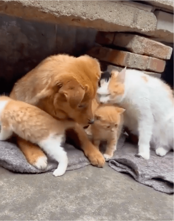 출처: Reddit / 꼼지락대는 새끼 고양이들