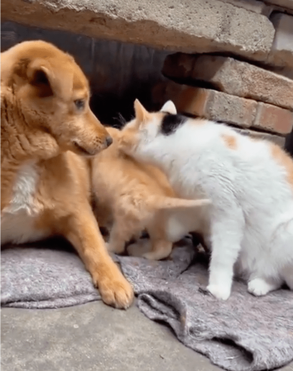 출처: Reddit / 마치 고양이들의 아빠처럼 보이는 강아지