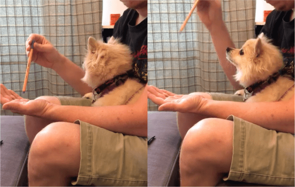 출처: Reddit / 주인의 마술 공연 시작!