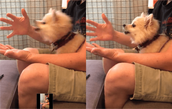 출처: Reddit / 펜이 사라지자 놀란 강아지