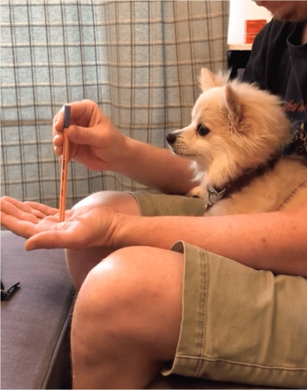 출처: Reddit / 슬슬 시동을 거는 주인과 그를 바라보는 강아지