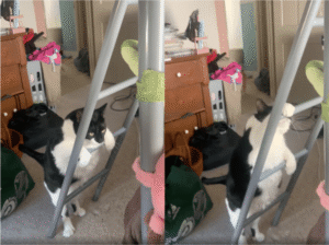 뚱냥이어도, 사다리 오르는 건 식은 죽 먹기!