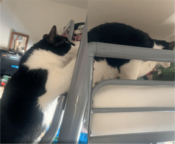 출처: Reddit / 침대에 무사히 안착한 고양이