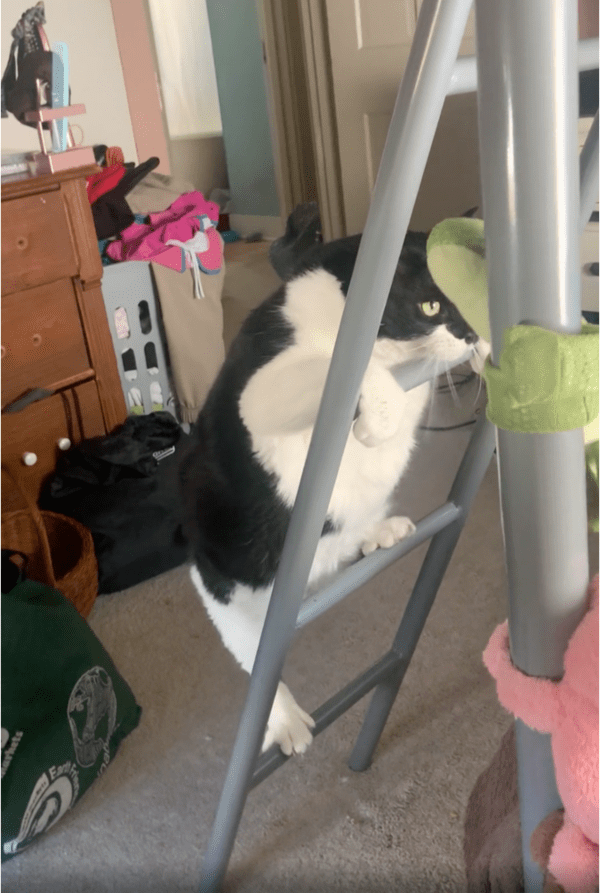 출처: Reddit / "내 목적지는 바로 저 위!"