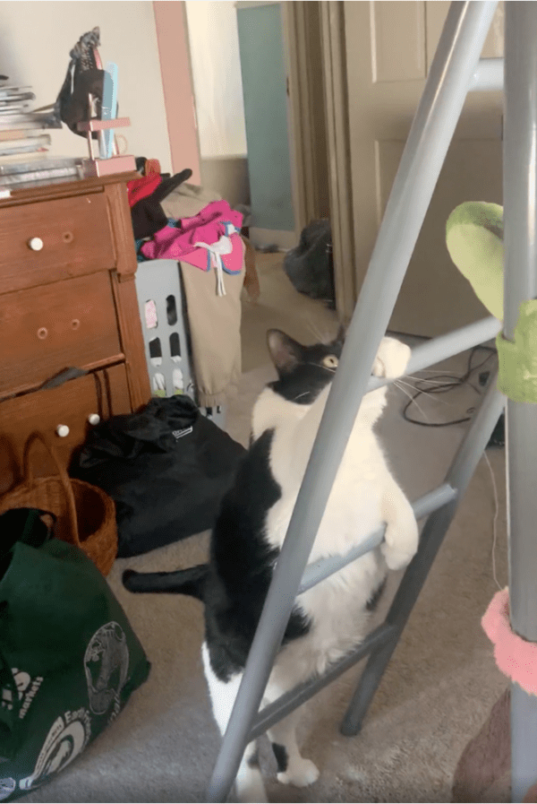 출처: Reddit / 사다리 오르기 시작하는 고양이