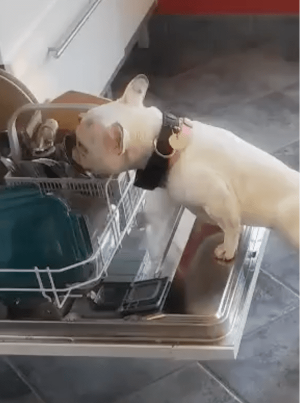 출처: Reddit / 식기세척기 위에 올라간 강아지