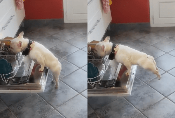 출처: Reddit / 체조선수와 같은 운동신경을 보여주는 강아지