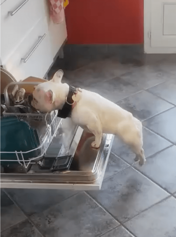 출처: Reddit / 두 다리 힘으로만 매달린 강아지