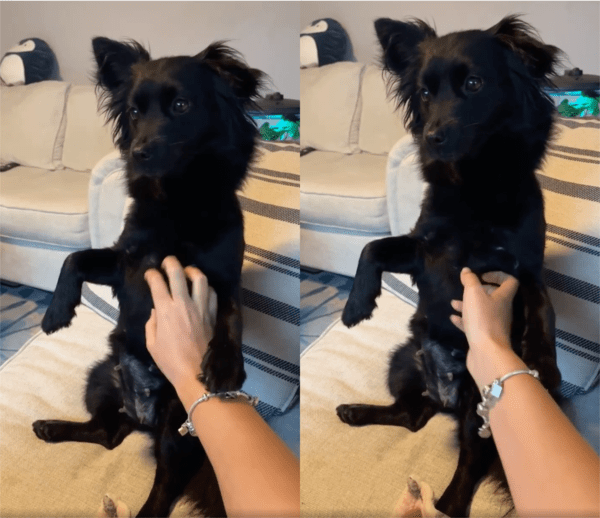 출처: Reddit / 주인의 손길이 좋은 강아지