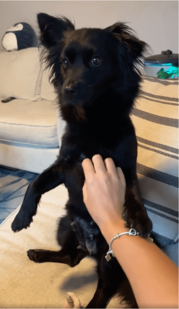 출처: Reddit / 돌아온 주인의 손길이 만족스러운 강아지