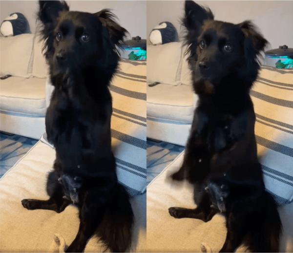 출처: Reddit / 다시 쓰다듬어 달라고 요구하는 강아지