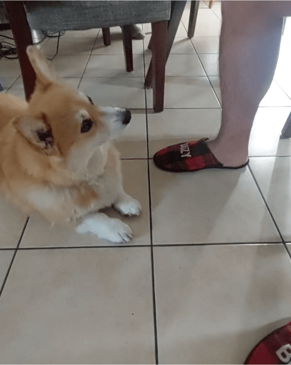 출처: Reddit / 바닥에서 쉬고 있는 강아지